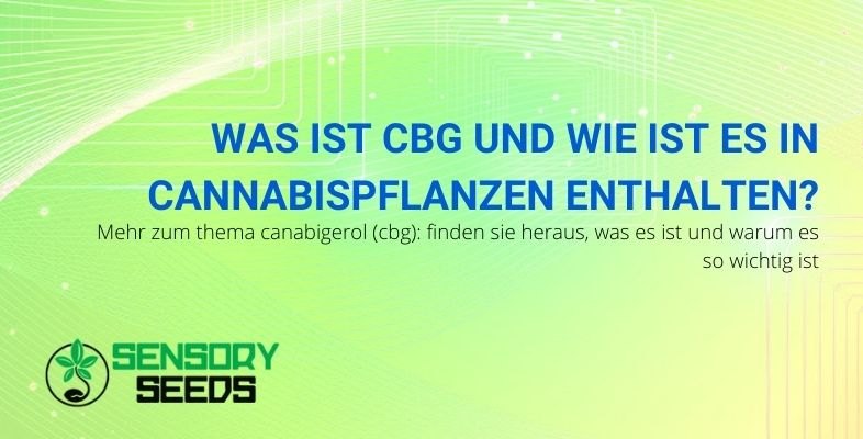 Erfahre mehr über Cannabigerol CBG