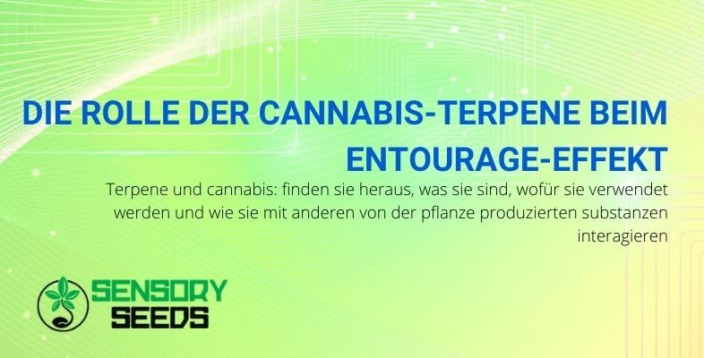 Was sind Cannabisterpene und welche Rolle spielen sie?