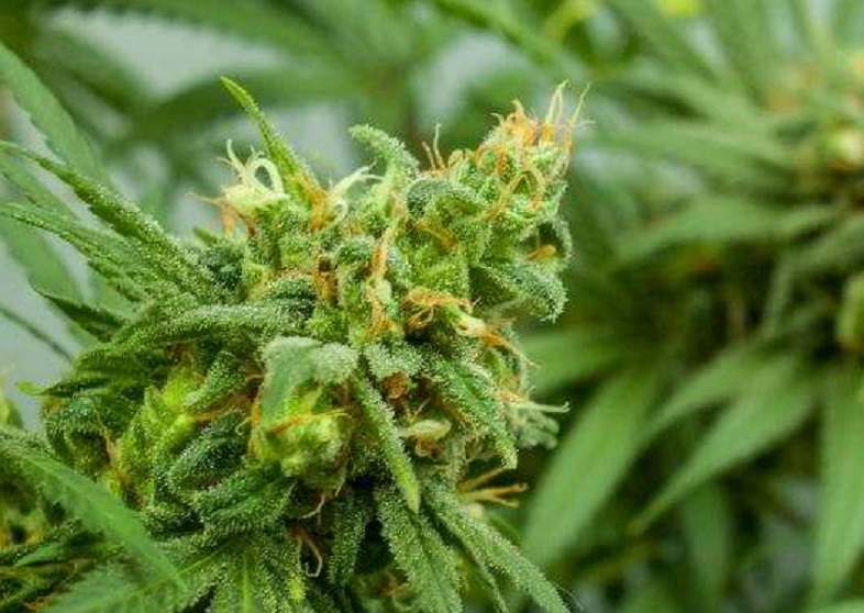 Cannabis in Blüte
