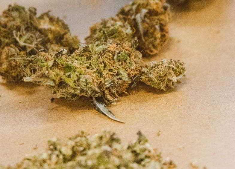 Cannabis in der Trocknungsphase