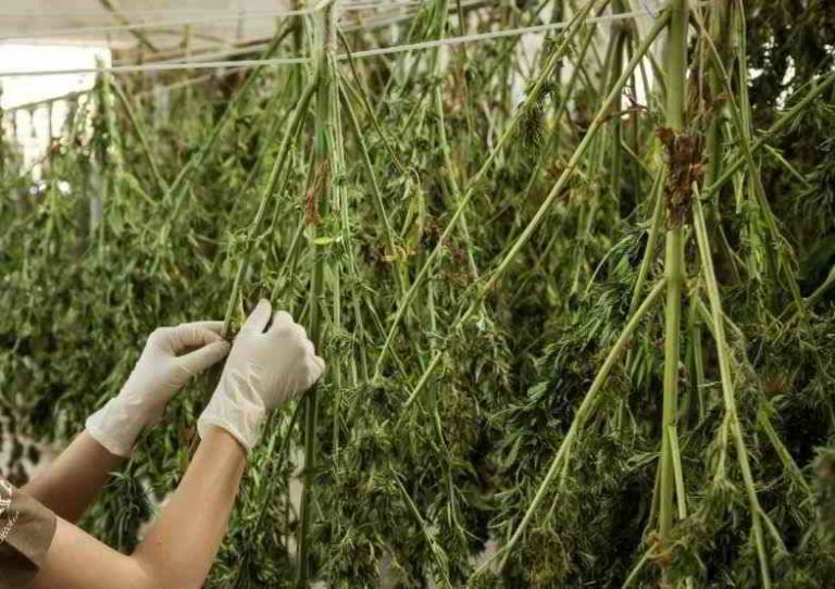 Trocknen von Cannabis,was man wissen sollte Sensory Seeds