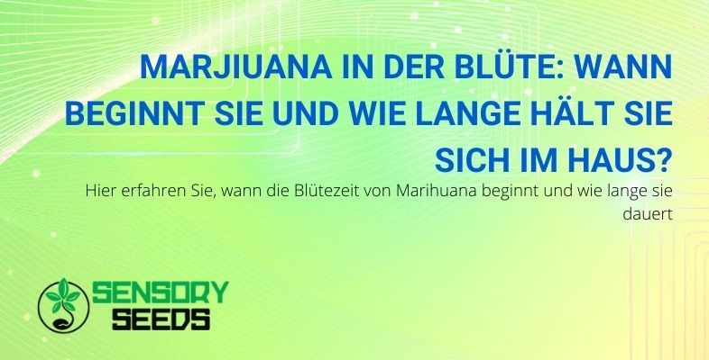 Wann beginnt die Blütephase von Marihuana und wie lange dauert sie?