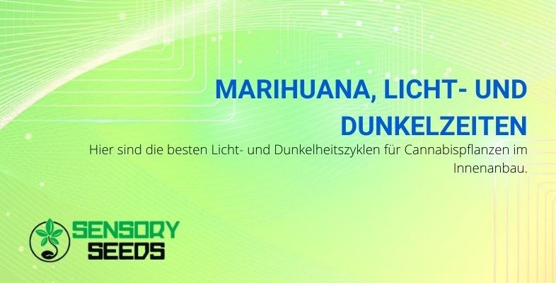 Dies sind die Stunden des Lichts und der Dunkelheit, die Marihuana braucht