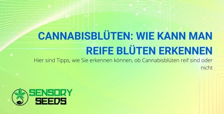 Tipps, um zu verstehen, wann Cannabisblüten reif sind