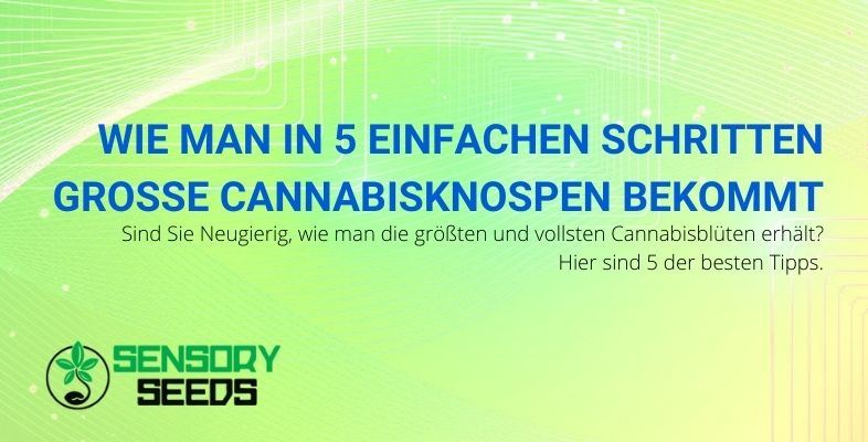 5 Tipps für größere, vollere Cannabisblüten.