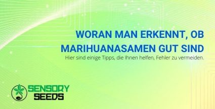 Hier sind einige Tipps, um hochwertiges Saatgut zu erkennen