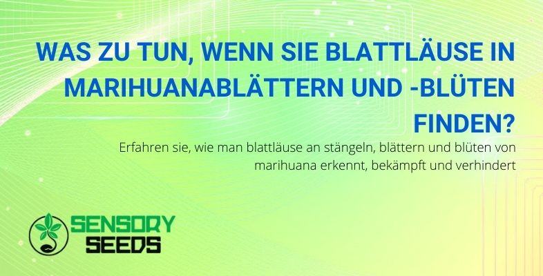 Was können Sie tun, wenn Sie Blattläuse in Marihuana-Blüten und -Blättern finden?