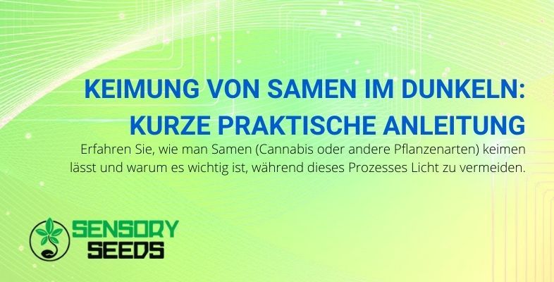 Finden Sie heraus, warum es wichtig ist, Samen (Cannabis und andere) im Dunkeln zu keimen.