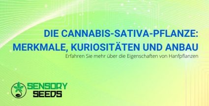 Die Eigenschaften und der Anbau der Cannabis-Sativa-Pflanze