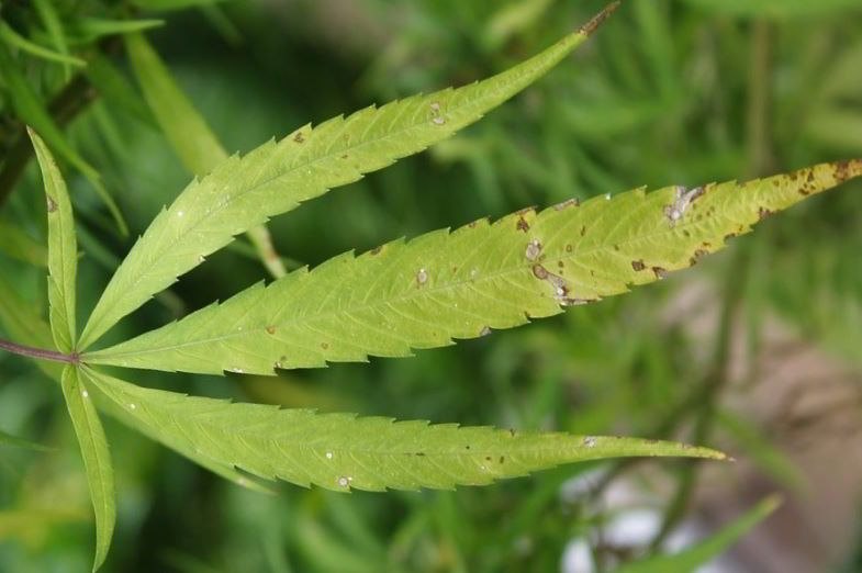 Hanfblatt durch Pilze geschädigt