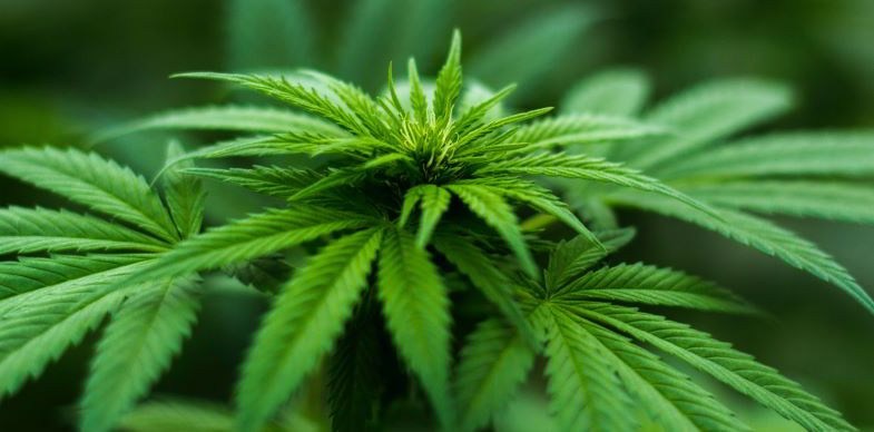 Cannabis Mutterpflanze