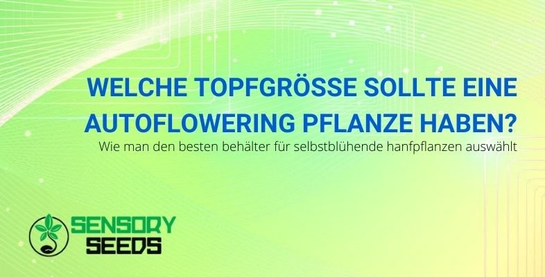 Die Größe des Topfes für autoflowering Pflanzen