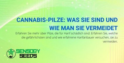 Was sind Cannabispilze und wie kann man ihnen vorbeugen?