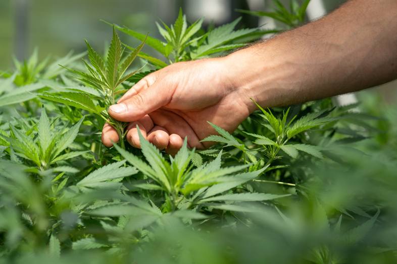 Züchter überprüft den Zustand der Cannabisblätter
