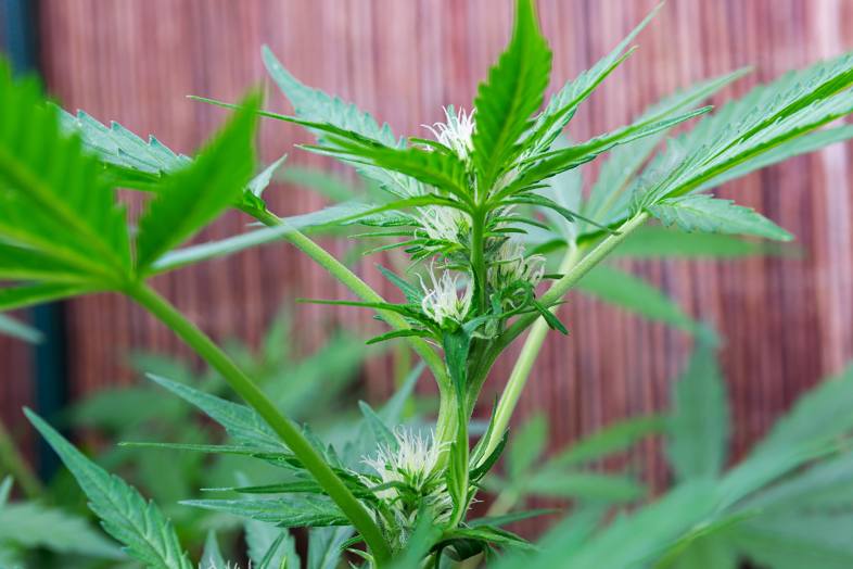 Blütenstempel der Cannabispflanze