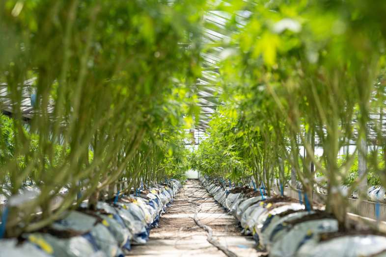 Cannabisanbau mit Tropfbewässerungssystem