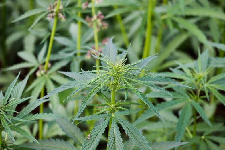 Legale Hanf-Sativa, die für industrielle Zwecke angebaut wird