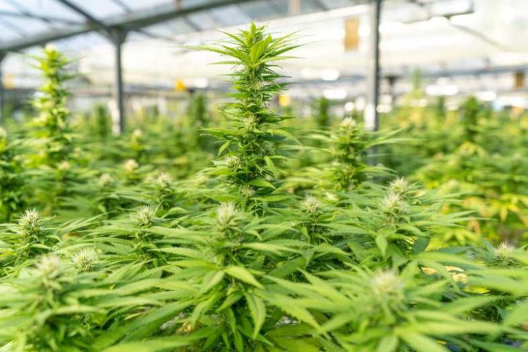 Nach unten gerichtete Blätter bei Cannabis Sensory Seeds