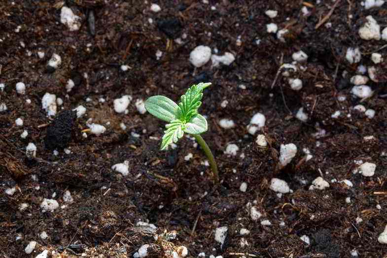 Autoflowering Cannabisknospe im perfekten Substrat
