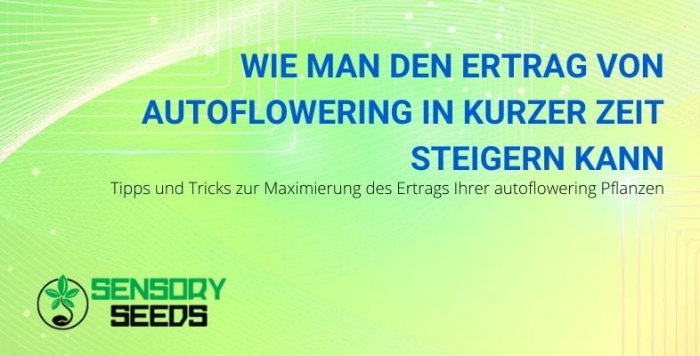 Leitfaden zur Steigerung des Ertrags von Autoflowering-Pflanzen