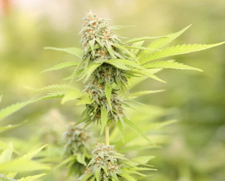 Autoflowering Outdoor-Cannabis in den Top 5