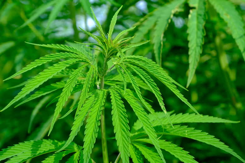Cannabis sativa Pflanze
