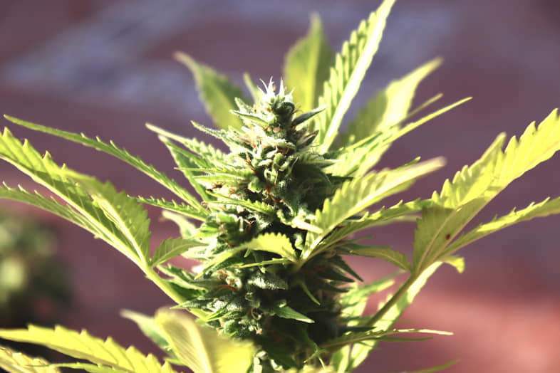 Selbstblühende Cannabispflanze für draußen
