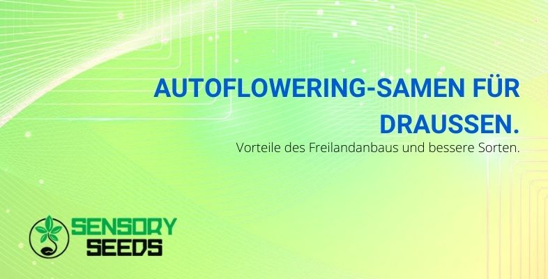 Vorteile und beste Sorten von autoflowering Samen für draußen