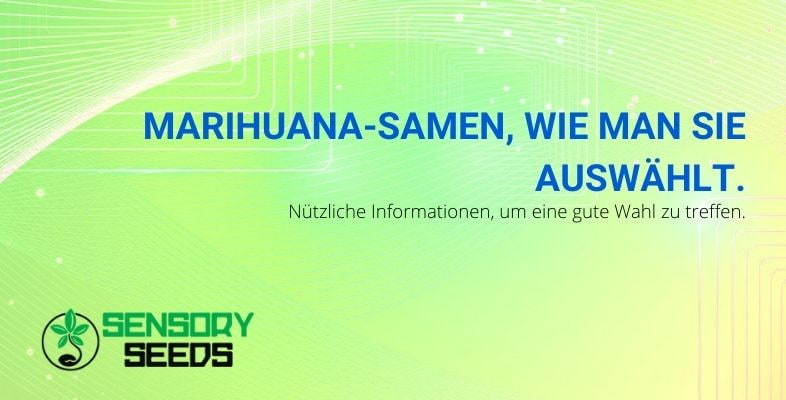 Wie man Marihuana-Samen auswählt