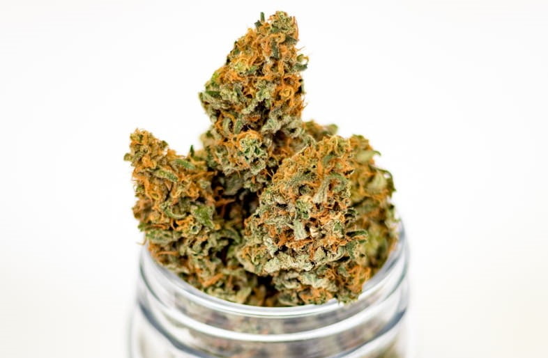Cannabis-Blütenstände