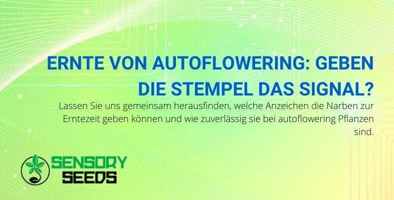 Die Stempel geben das Signal zur Ernte der Autoflowering.