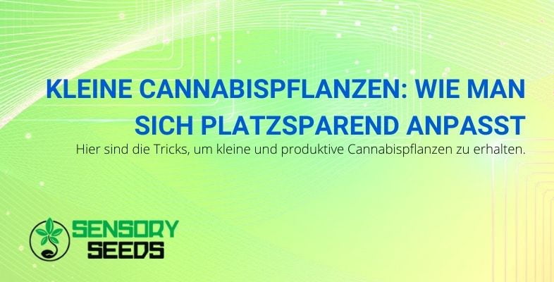 Techniken zur Gewinnung kleiner und produktiver Cannabispflanzen