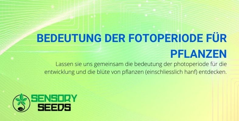 Was bedeutet die Photoperiode für Pflanzen?