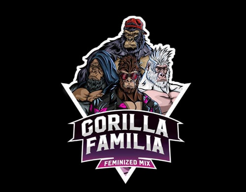 verpacken cannabis samen gorilla familia