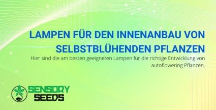 Welche Lampen sollten für den Anbau von autoflowering Samen im Haus verwendet werden?