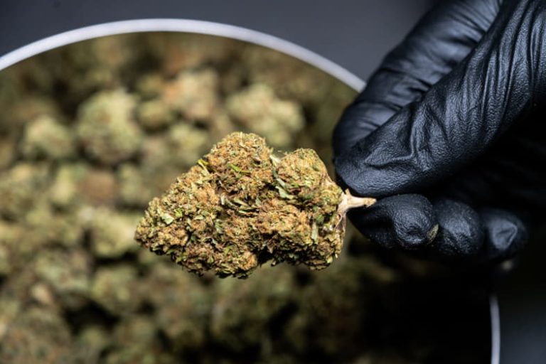 Cannabis schneiden Wie wichtig ist es, dies richtig zu tun?