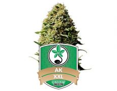 Cannabissamen-AK47