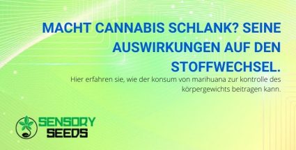 Die Auswirkungen von Cannabis auf den Stoffwechsel