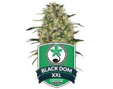 Cannabissamen-black-dom-xxl