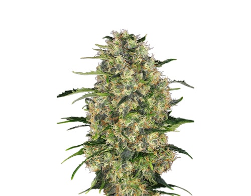 Cannabissamen-black-dom-xxl