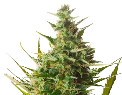 Cannabissamen-london-cheese
