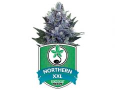 Cannabissamen-northern-light
