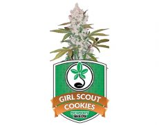 Cannabissamen-girl-scout-cookies