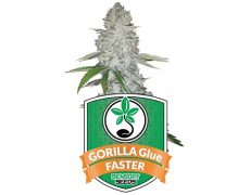 Cannabissamen-gorilla-glue-faster