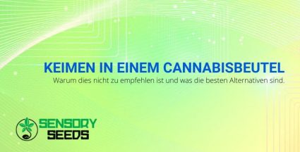 Keimung von Cannabis mit der Papierhandtuchmethode