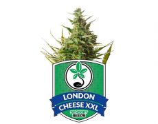 Cannabissamen-london-cheese