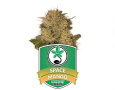 Cannabissamen-space-mango