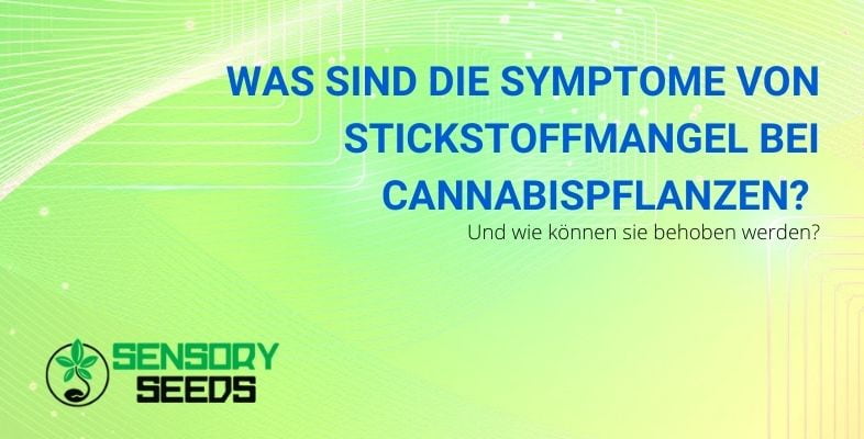 Stickstoffmangel bei Cannabis: Symptome und Abhilfemaßnahmen