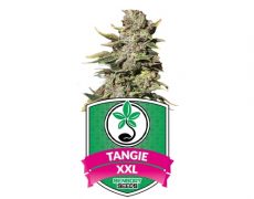 Cannabissamen-tangie-auto