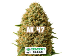Harzige Blüte der Sorte AK 47 von Sensoryseeds